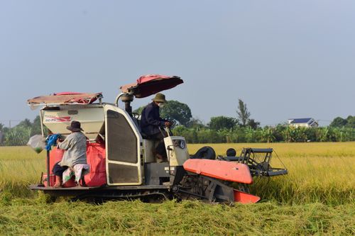 Free Farmers operating a harvester in a lush rice field during daytime. Agricultural scene depicting rural life. Stock Photo