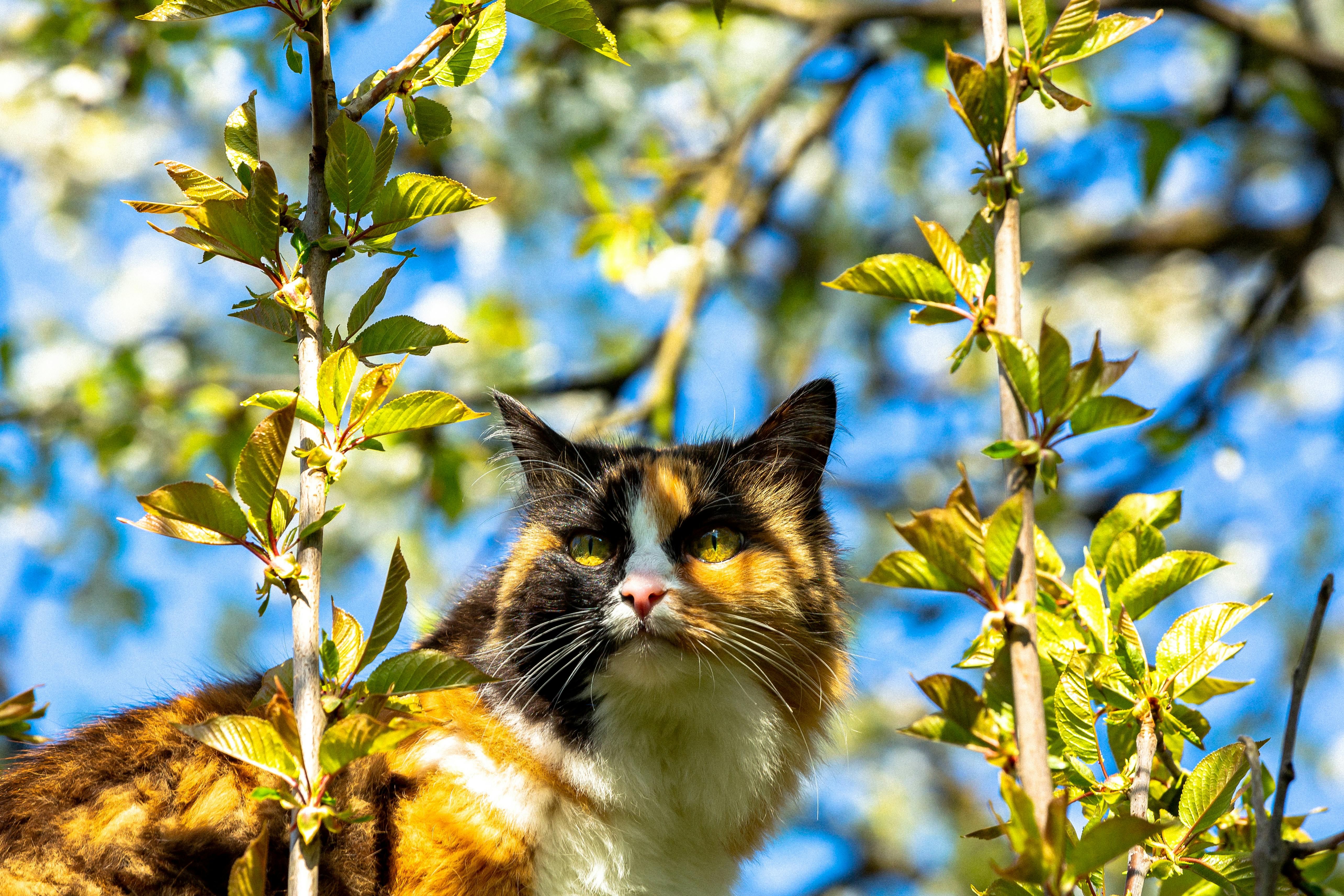 Pet safety this spring: tips and tricks with the ARL — Photo by Nadia Vasil'eva on Pexels