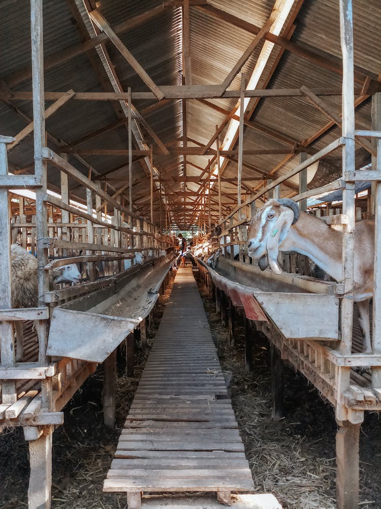 Muzzles Of Goat And Sheep In Wooden Stable