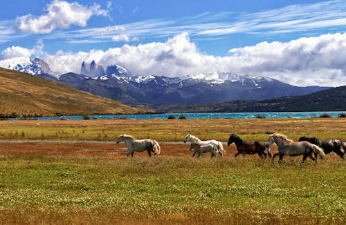 ฟรี คลังภาพถ่ายฟรี ของ patagonia, torres de paine, การเกษตร คลังภาพถ่าย