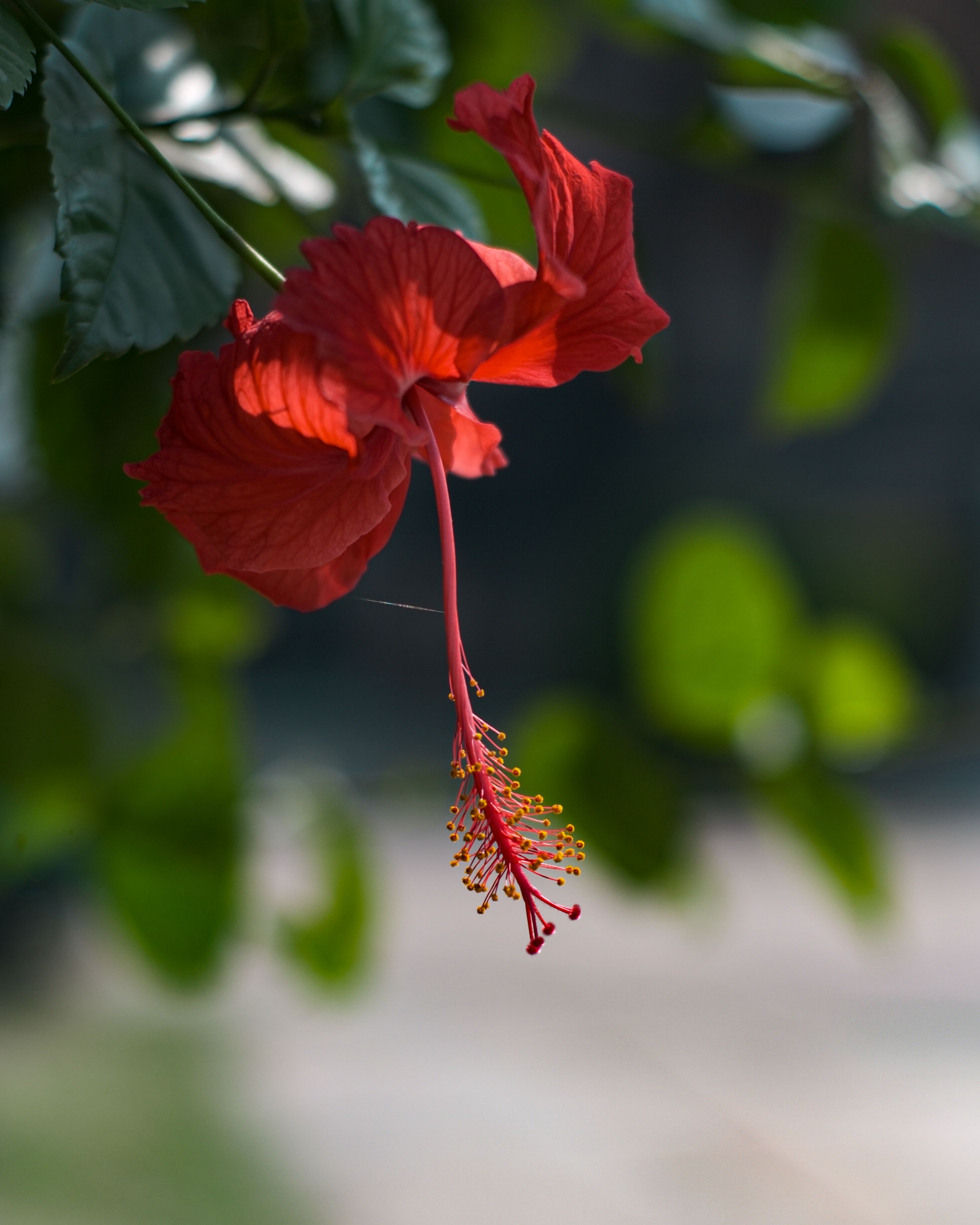 Close-Up Shot of a Spider Hibiscus · Free Stock Photo