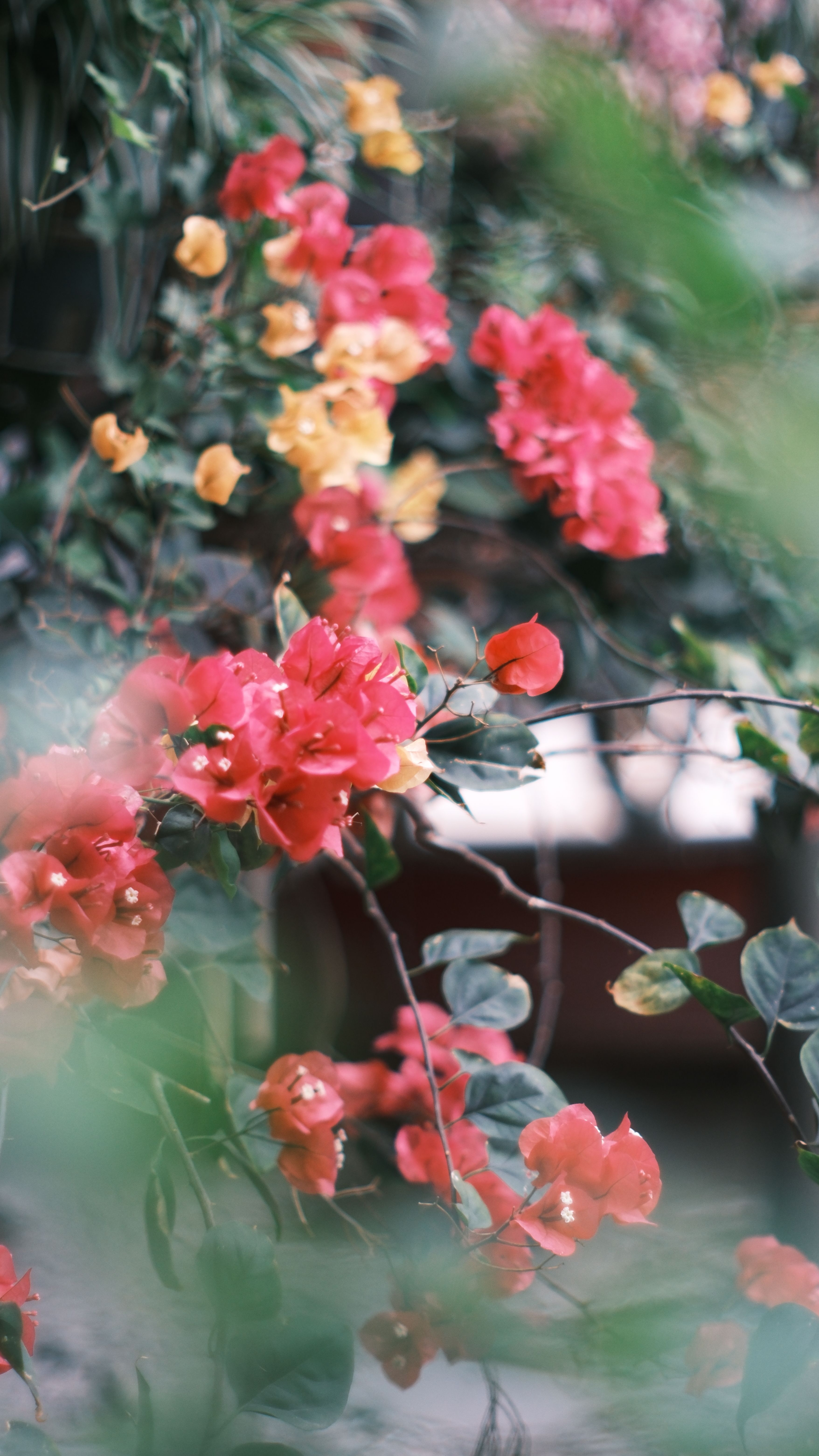 [ColoSach]-vibrant-bougainvillea-flowers-in-pink,-red,-and-yellow-bloom-with-lush-green-leaves.