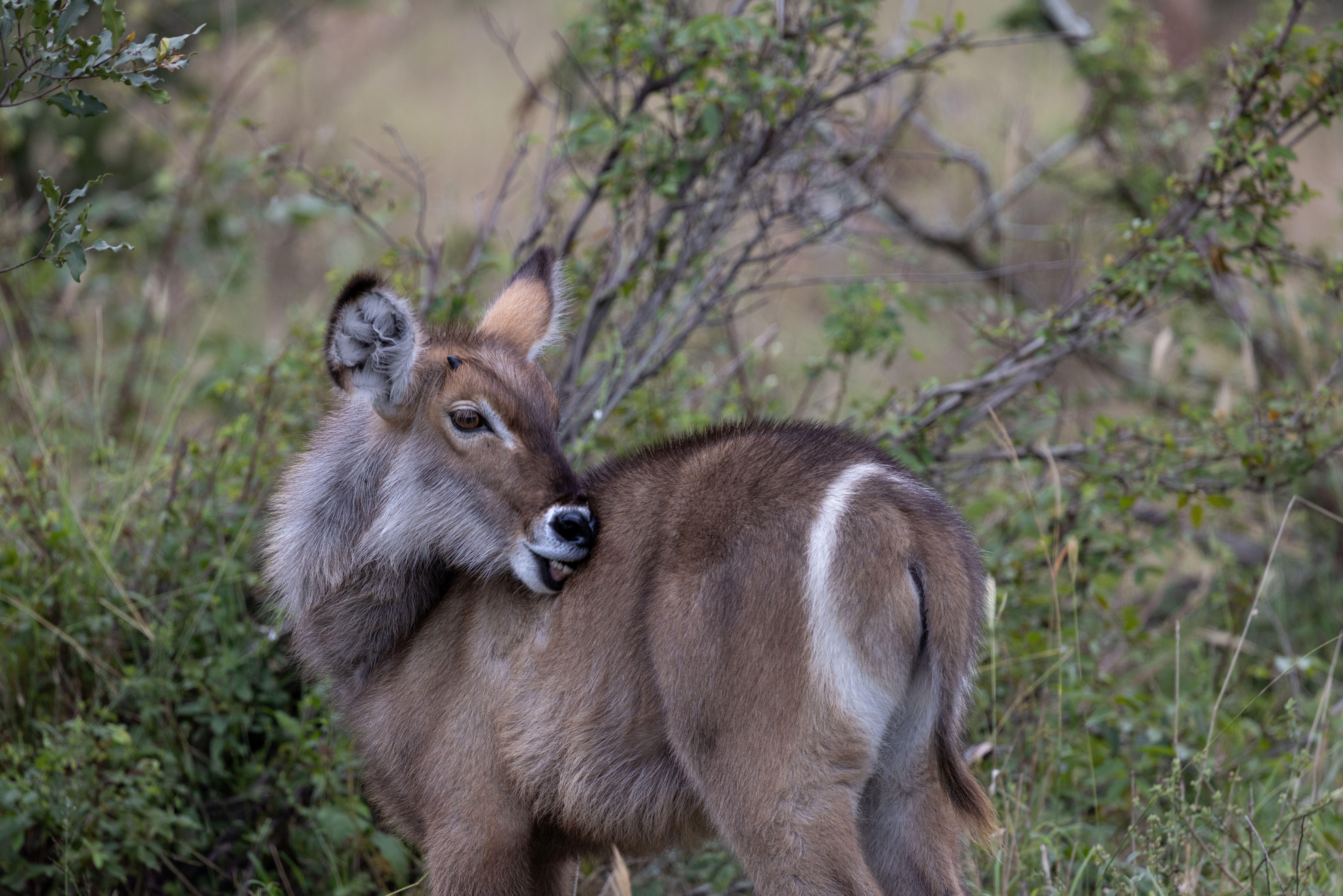 A young waterbuck calf grooming itself in the African savannah amidst lush green foliage.