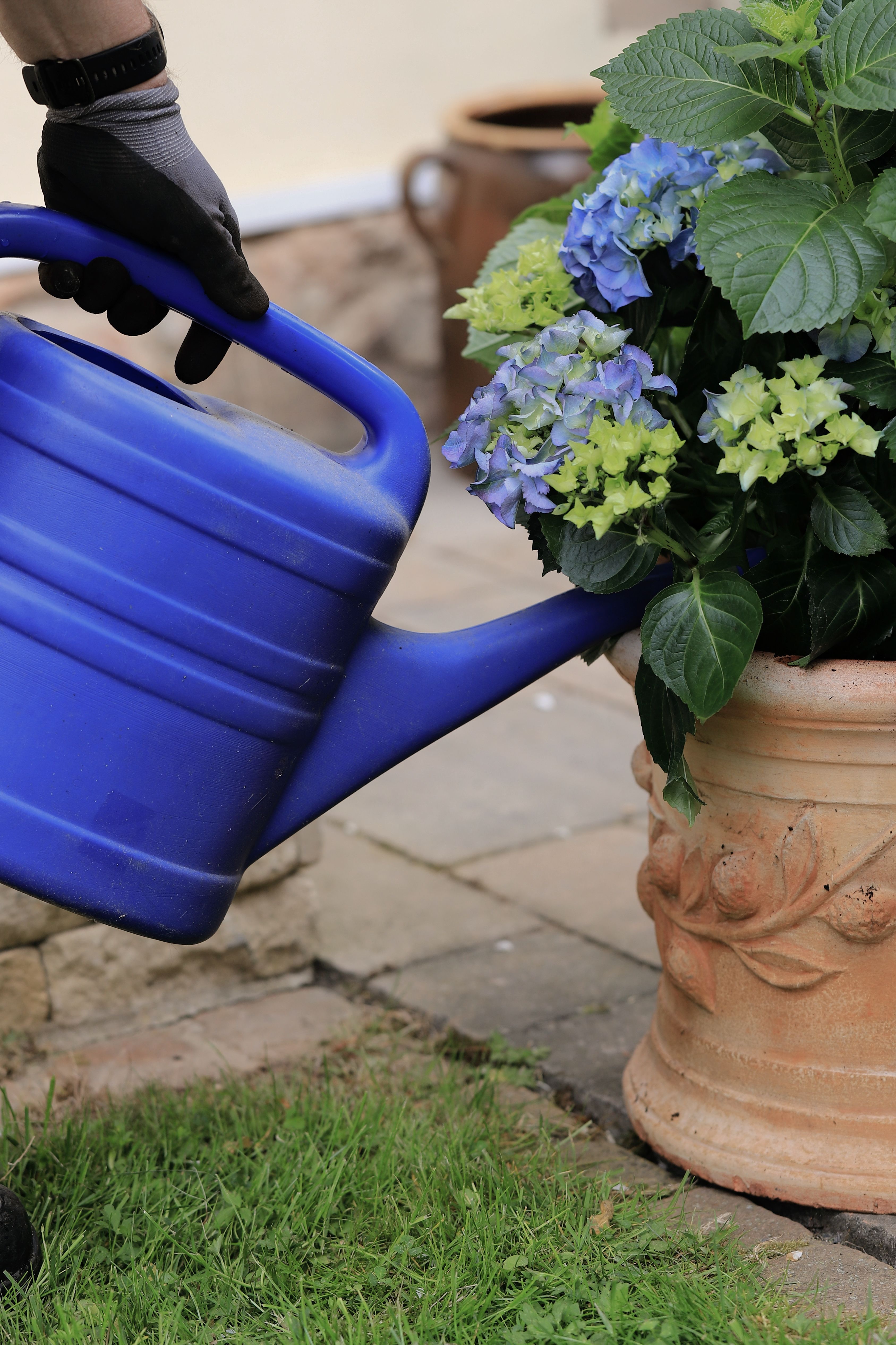 watering hydrangea with watering can
