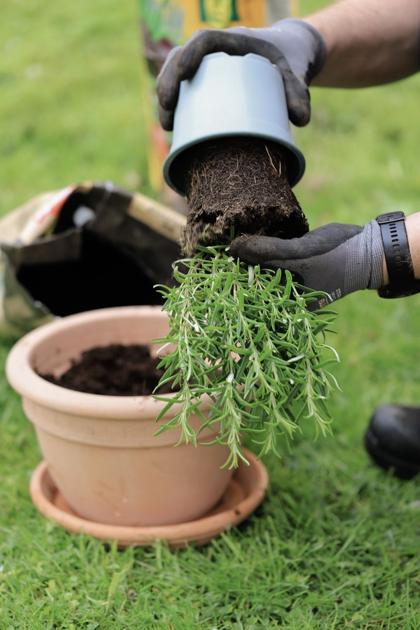potted herbs root cooling methods