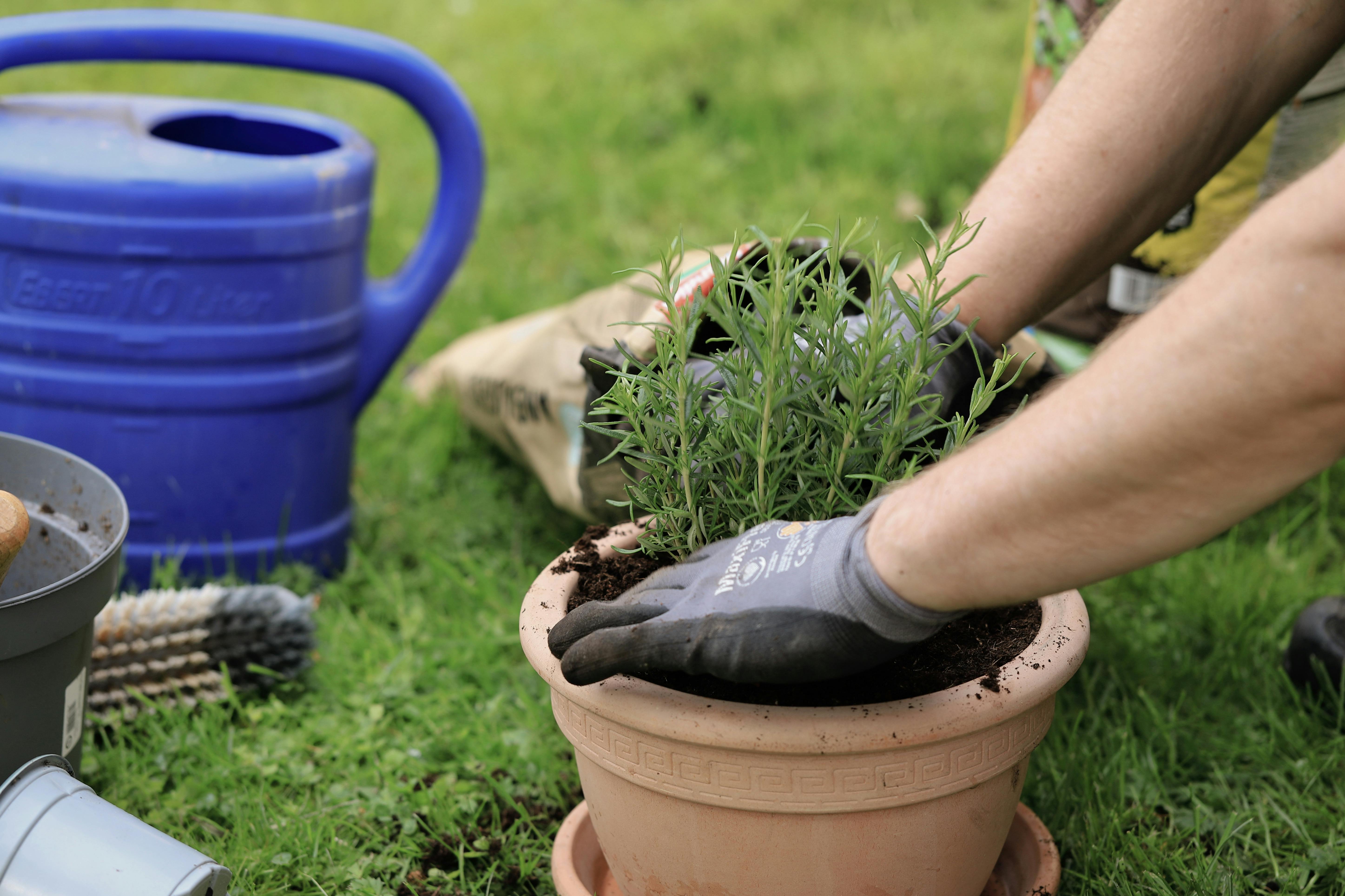 gardening, gardening leave, gardening tools, gardening gloves, gardening leave meaning, gardening hoe, gardening shoes, garde