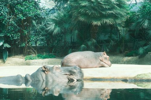 Free Two hippopotamuses relaxing by the water in a lush green enclosure at Berlin Zoo. Stock Photo