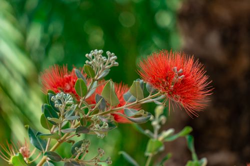 Free Vibrant red bottlebrush flower blooming in Elche, Spain, surrounded by lush green foliage. Stock Photo