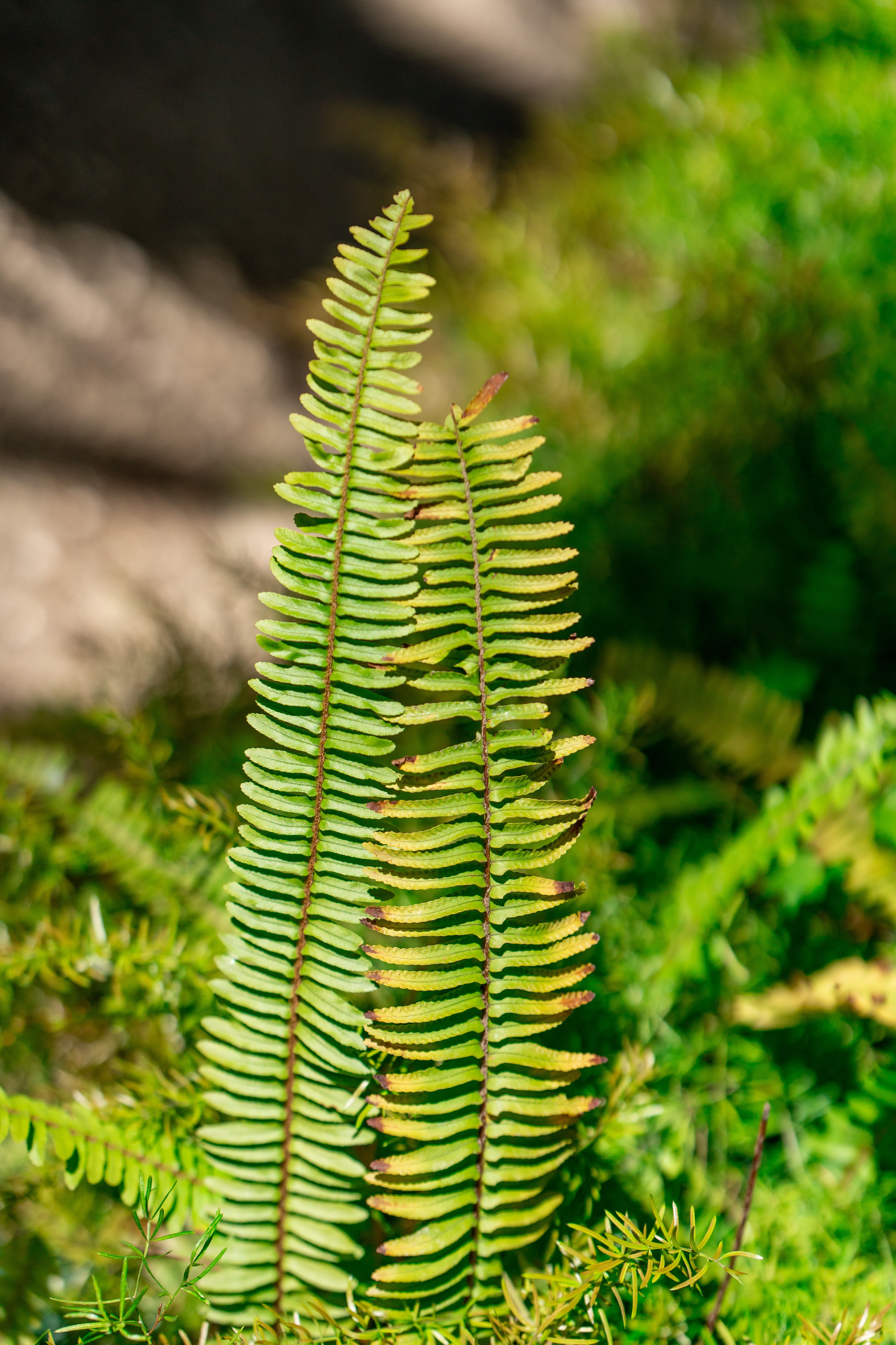 Close-up of vibrant green ferns in natural habitat · Free Stock Photo