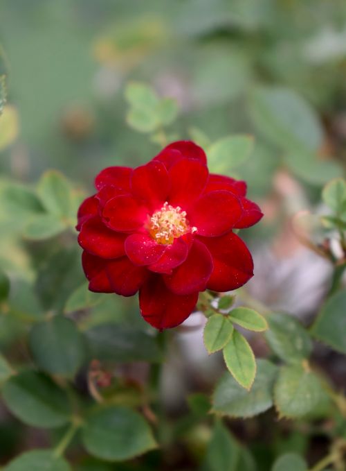Free Close-up of a vibrant red rose surrounded by lush green foliage, showcasing nature's beauty. Stock Photo