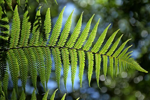 Groene Bladboom