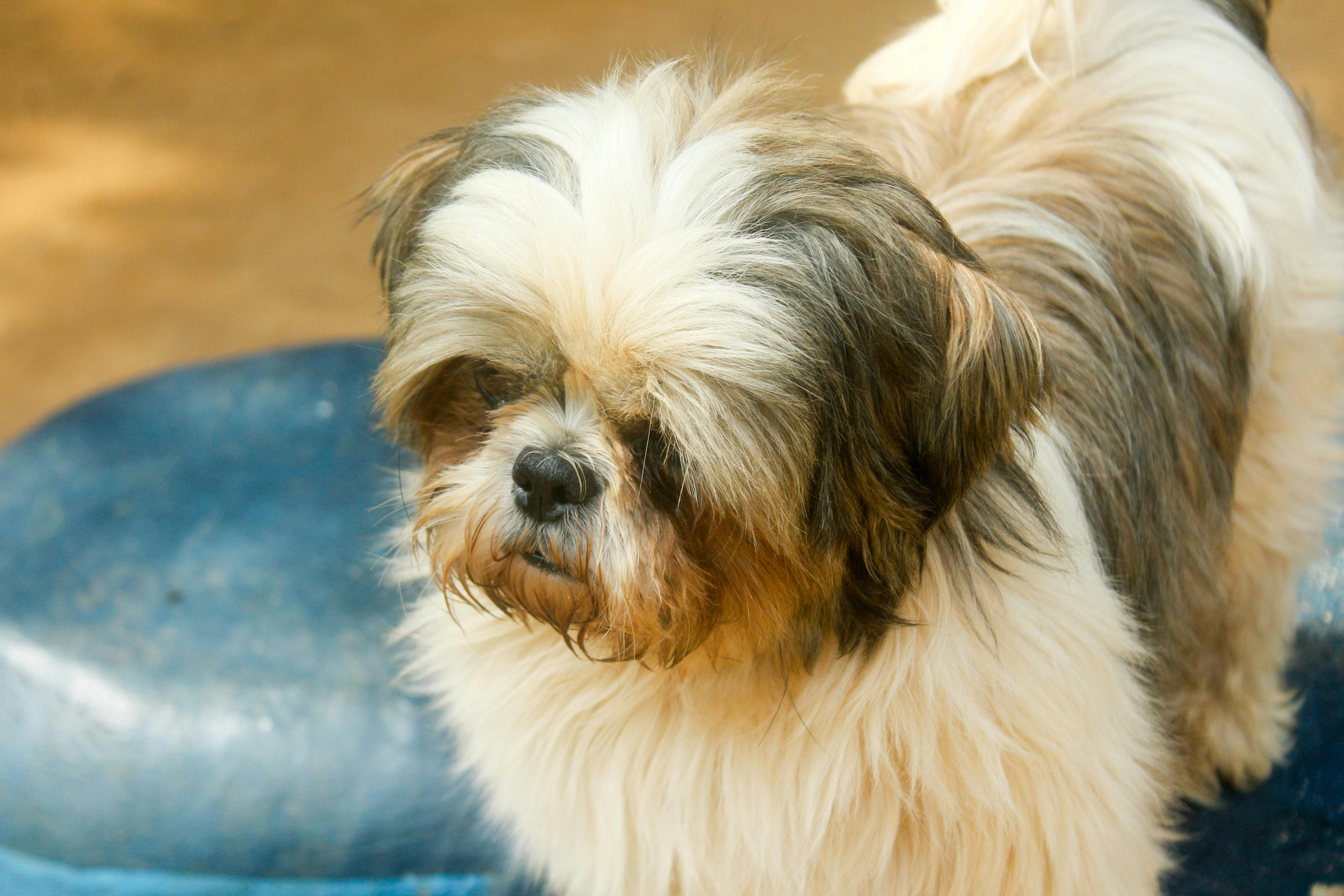 Dogs as Lifestyle Companions: What This Means for Brands &amp; Retailers — Photo by Saravanan Narayanan on Pexels