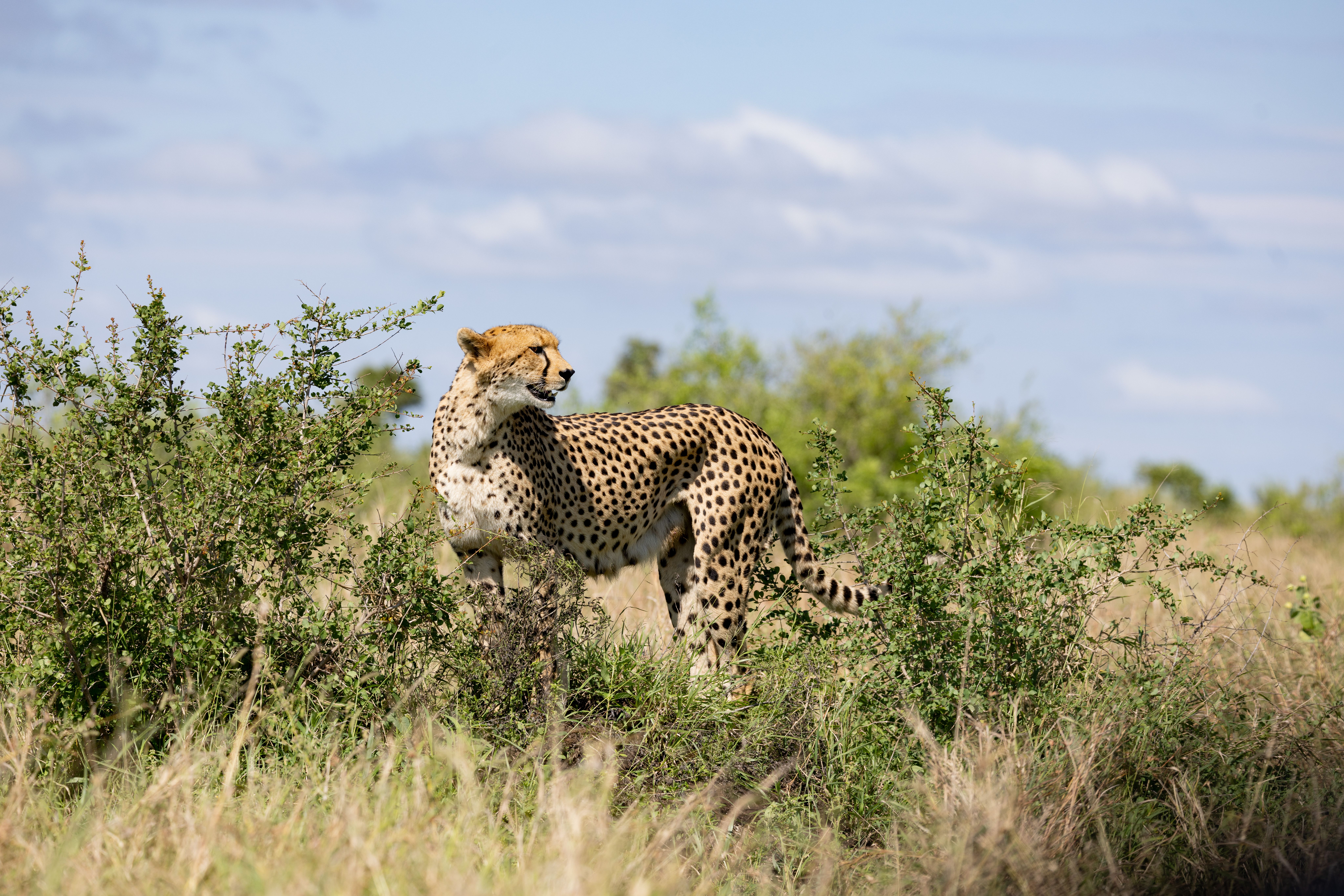 India-Born Cheetah Gives Birth to Five Cubs at Kuno National Park