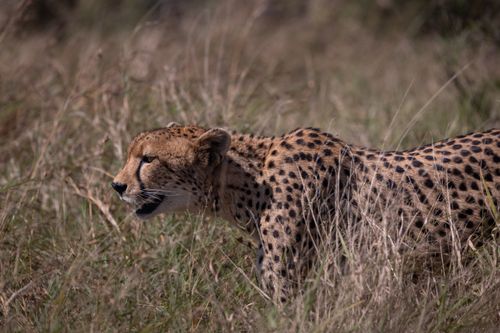 Free Cheetah gracefully traversing the grasslands, showcasing its stunning spotted coat. Stock Photo