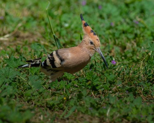 Free A vibrant Hoopoe bird foraging on the green grass, showing distinctive plumage and crest. Stock Photo