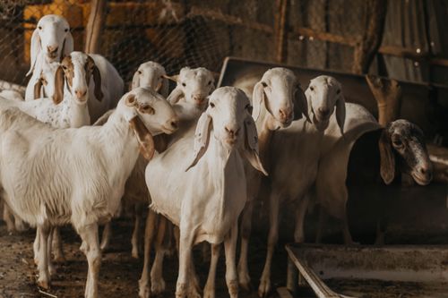 Free A herd of goats in a barn setting, showcasing farm life and animal husbandry. Stock Photo
