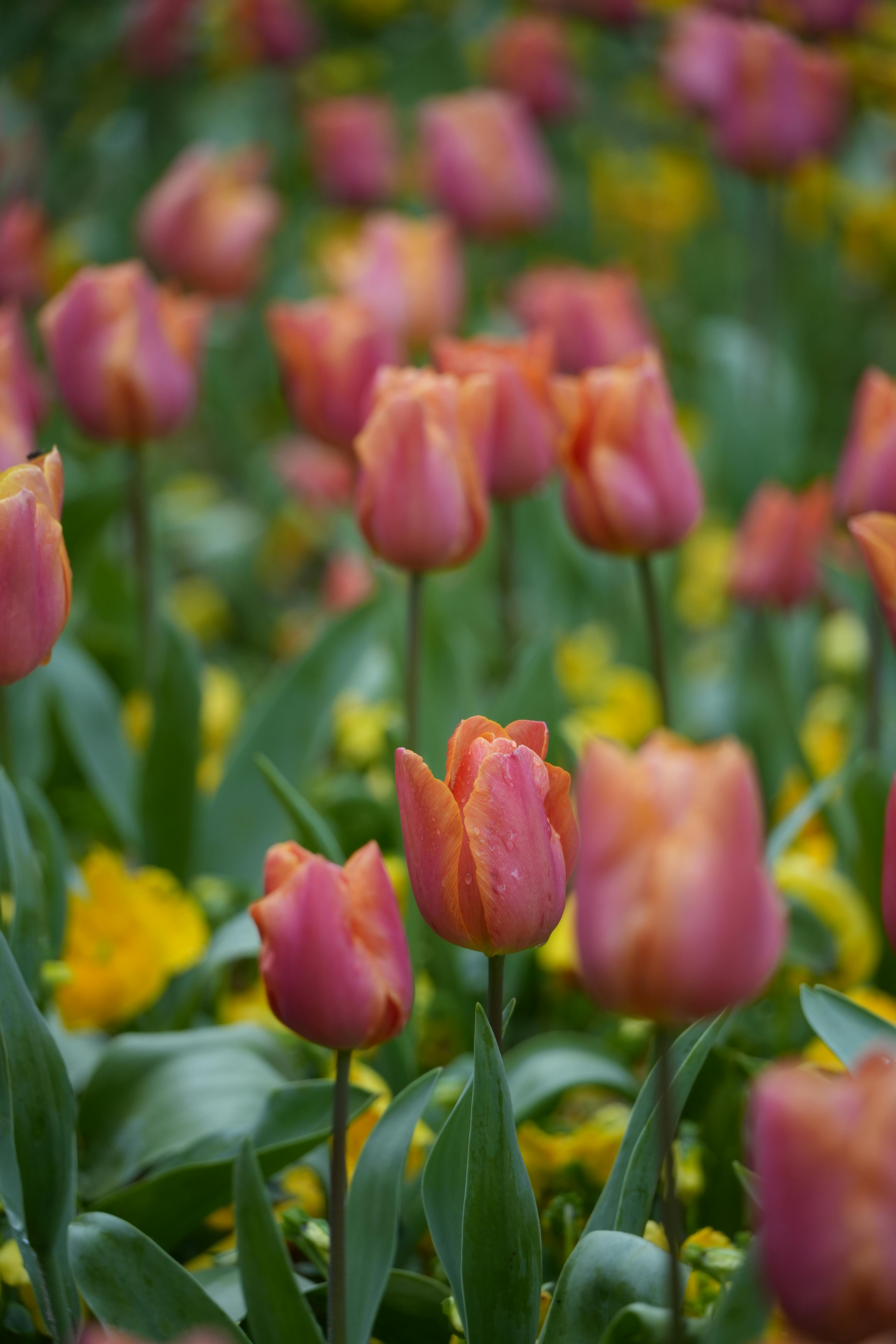 [ColoSach]-a-field-of-vibrant-pink-tulips-in-full-bloom-surrounded-by-green-leaves-and-yellow-flowers,-capturing-spring's-essence.
