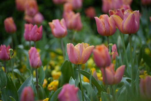 Close-up of vibrant pink tulips flourishing in a lush spring garden.