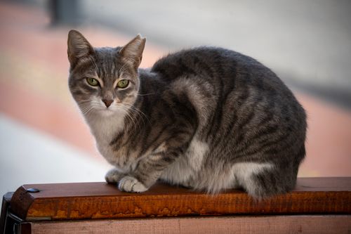 Free A striped tabby cat with green eyes sits on a wooden surface, looking directly at the camera. Stock Photo