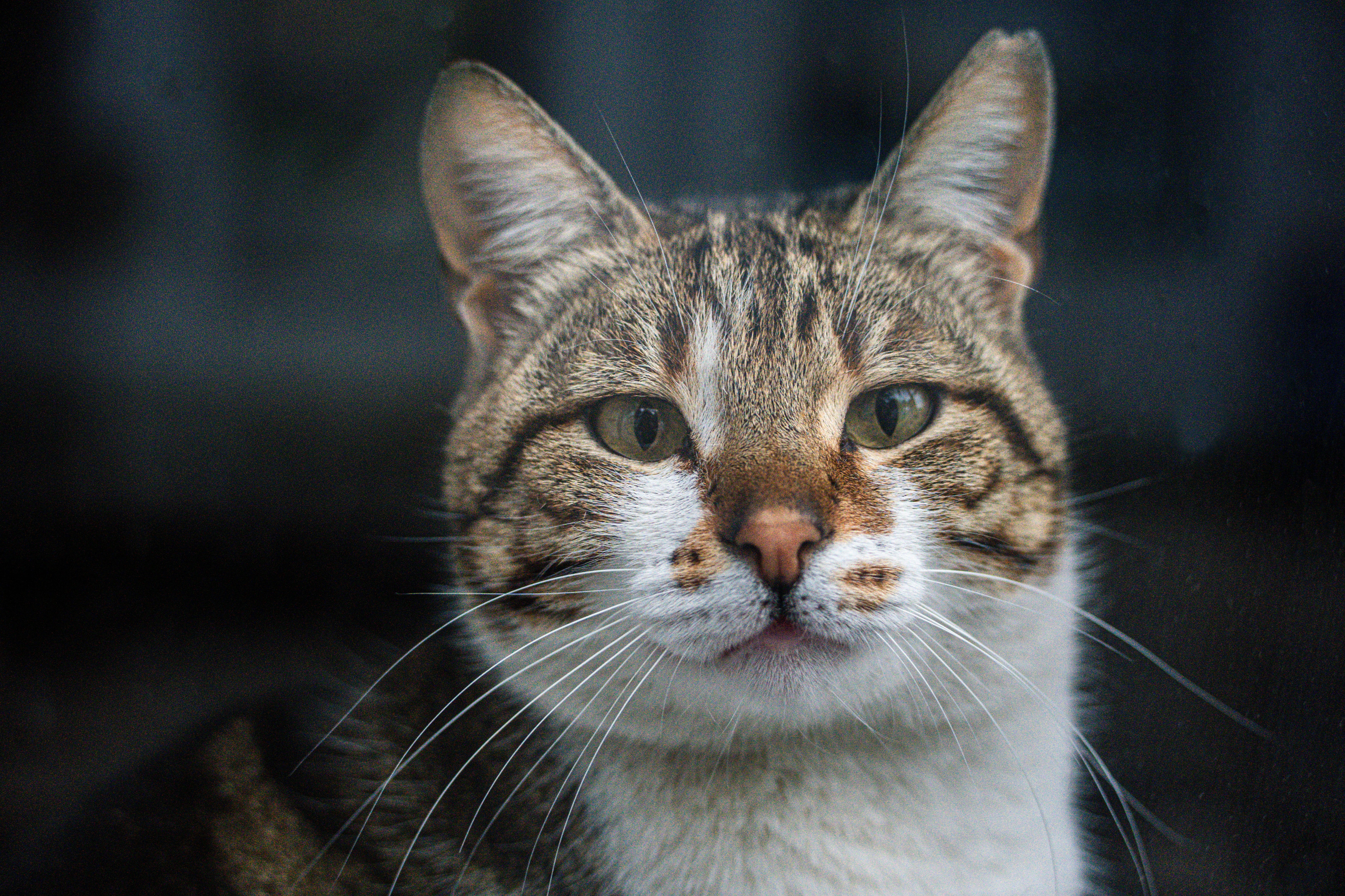 Close-up Portrait of a Tabby Cat · Free Stock Photo
