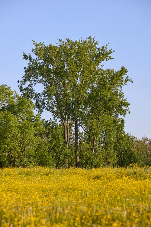 Free A tranquil rural meadow with vibrant yellow wildflowers and a backdrop of lush green trees under a blue sky. Stock Photo