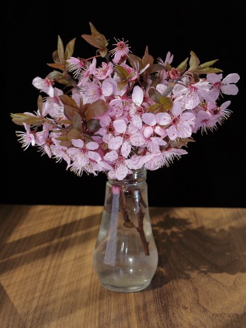 Free Elegant cherry blossoms in a glass vase on a wooden table, offering a touch of spring charm. Stock Photo