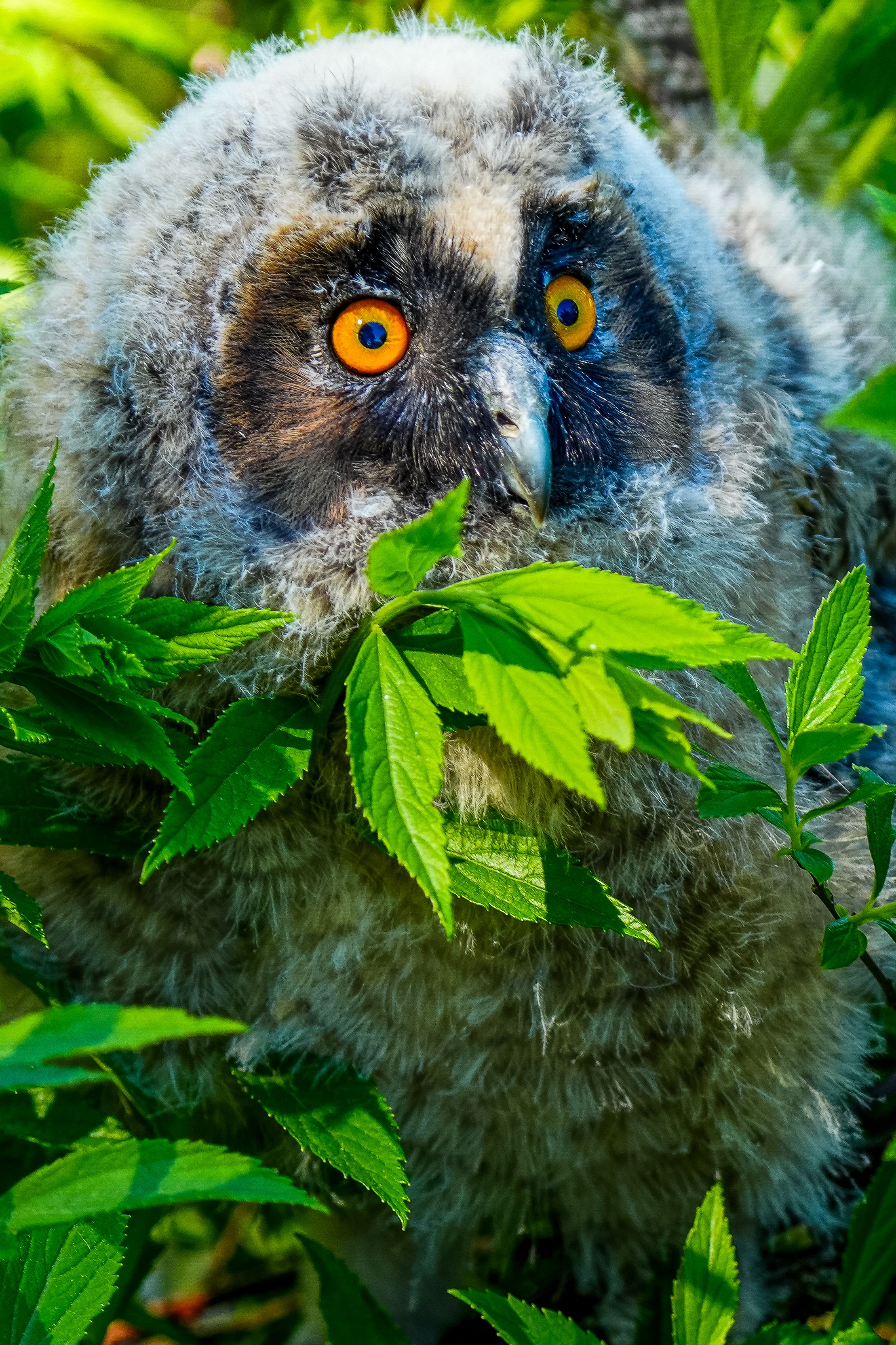 A juvenile long-eared owl (Asio otus) peeks through green foliage in a vibrant outdoor setting.