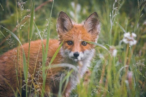 Free Brown and White Fox on Green Grass Stock Photo