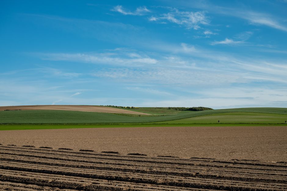 Firmele de producție de conserve și preparate din legume din Oltenia
