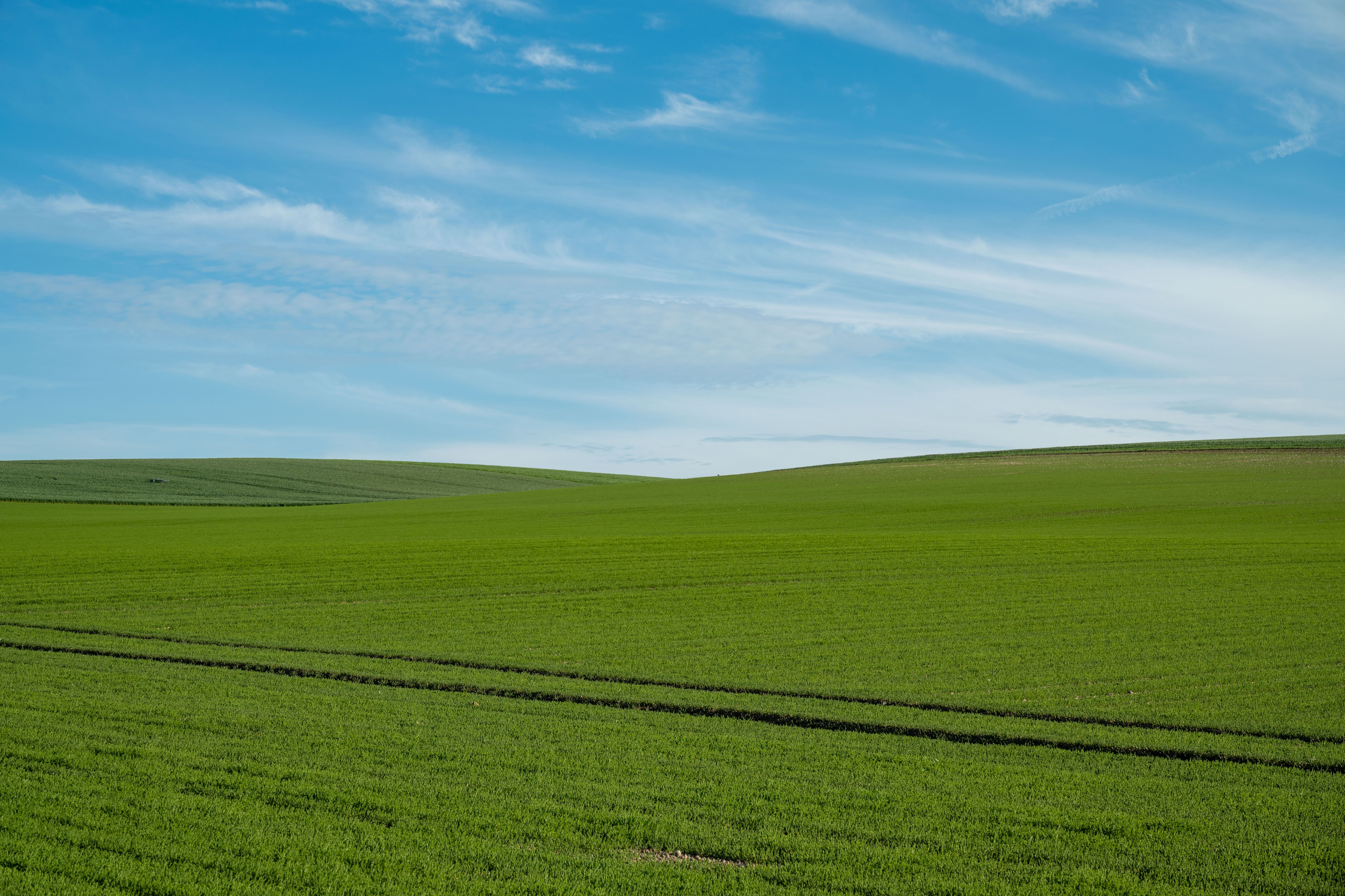 Vast Green Fields under a Clear Blue Sky · Free Stock Photo