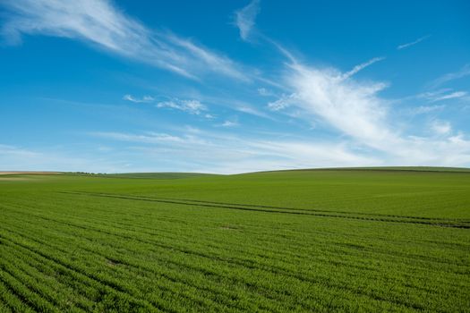 Expansive green fields in Escalles, Hauts-de-France, under a bright blue sky with wispy clouds.
