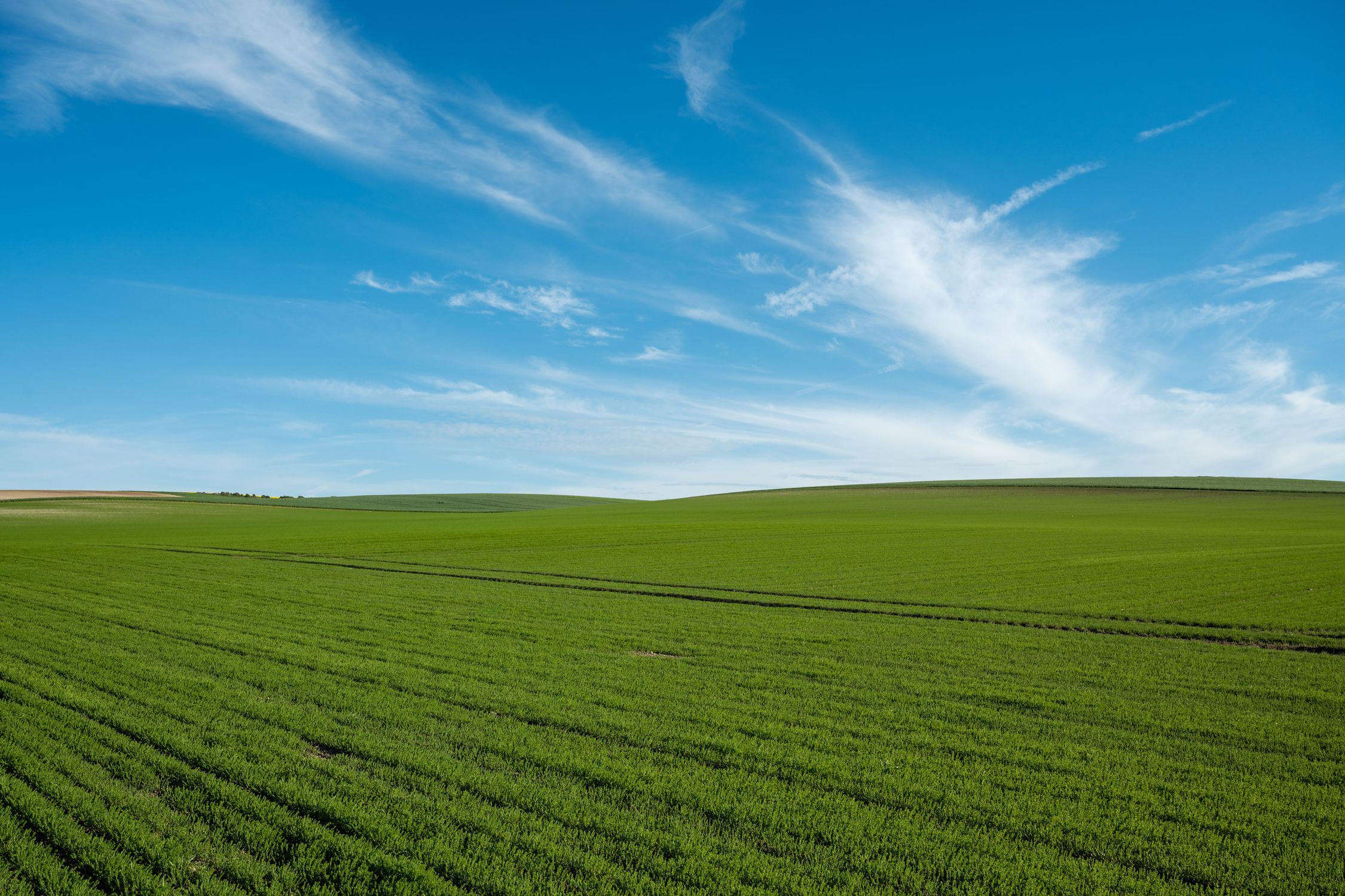 Vast Green Fields under a Clear Blue Sky · Free Stock Photo