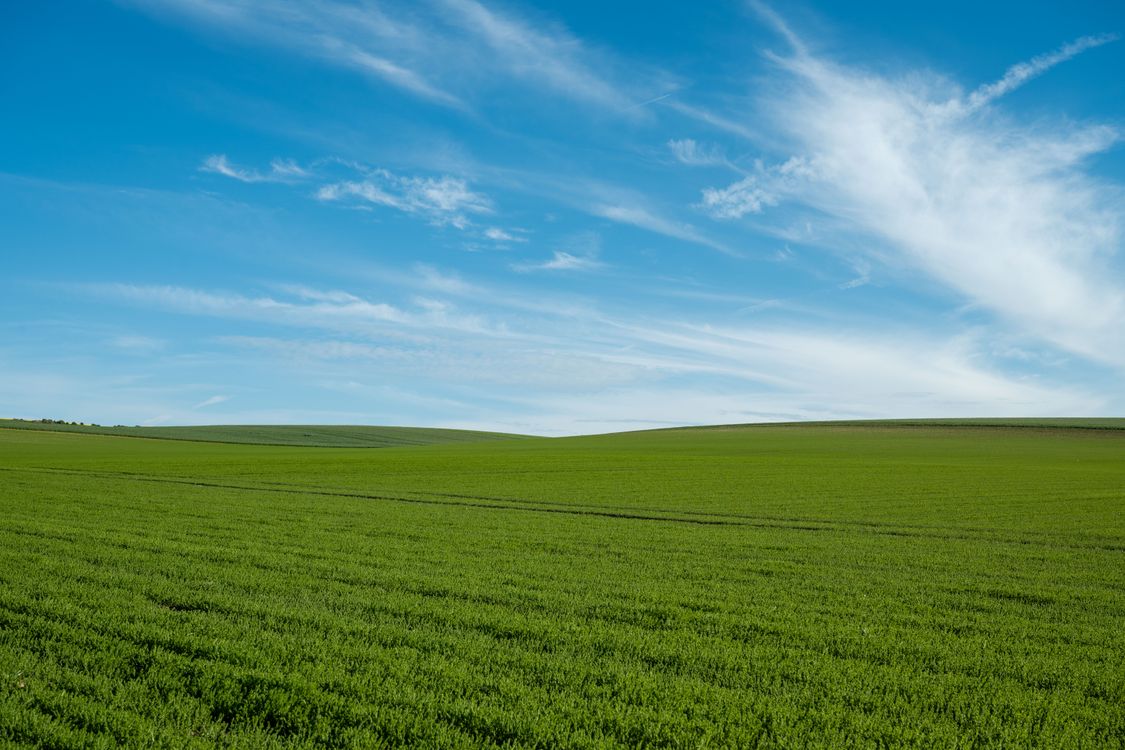 Scenic Green Fields Under a Clear Blue Sky · Free Stock Photo