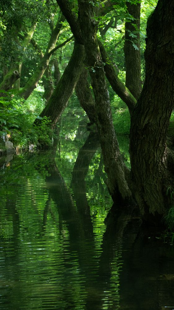 Zen Forest Photos, Download The BEST Free Zen Forest Stock Photos & HD ...
