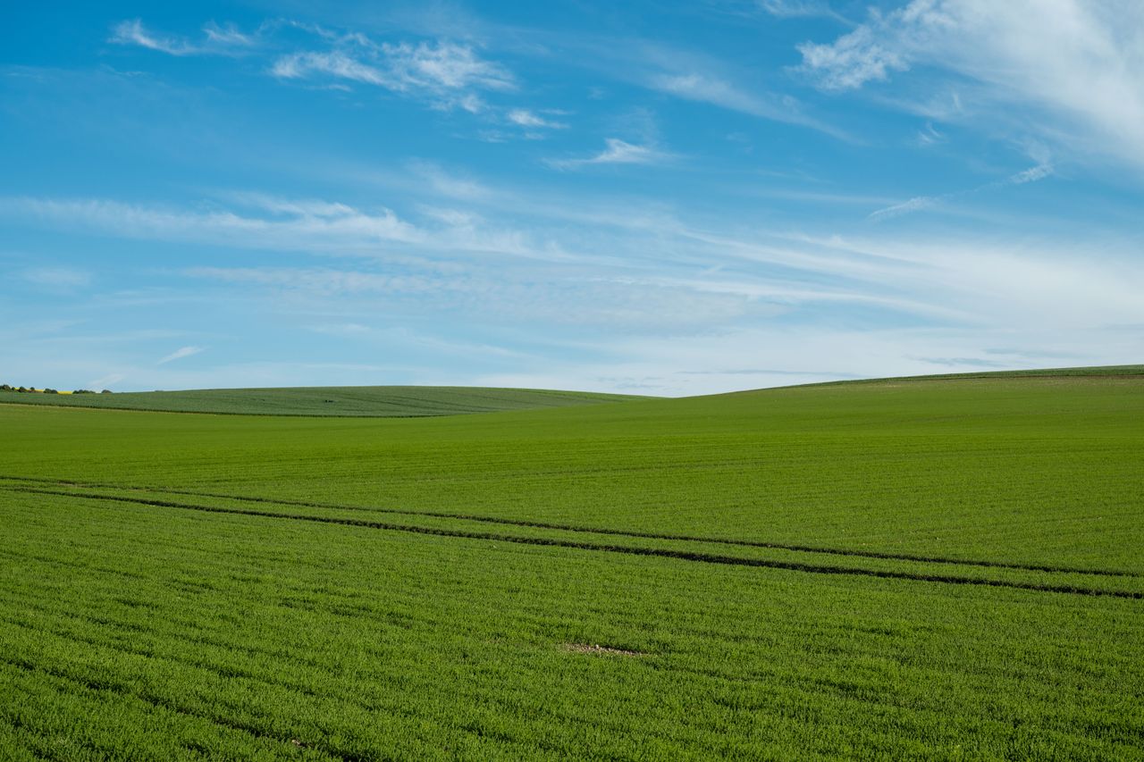 An open green field under a blue sky