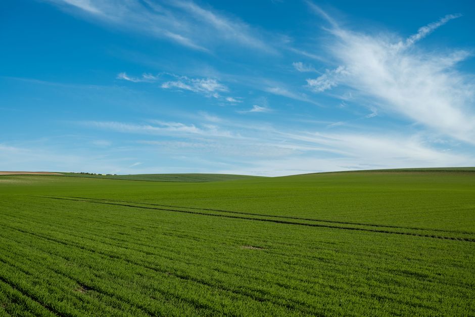 full|wide grassy field