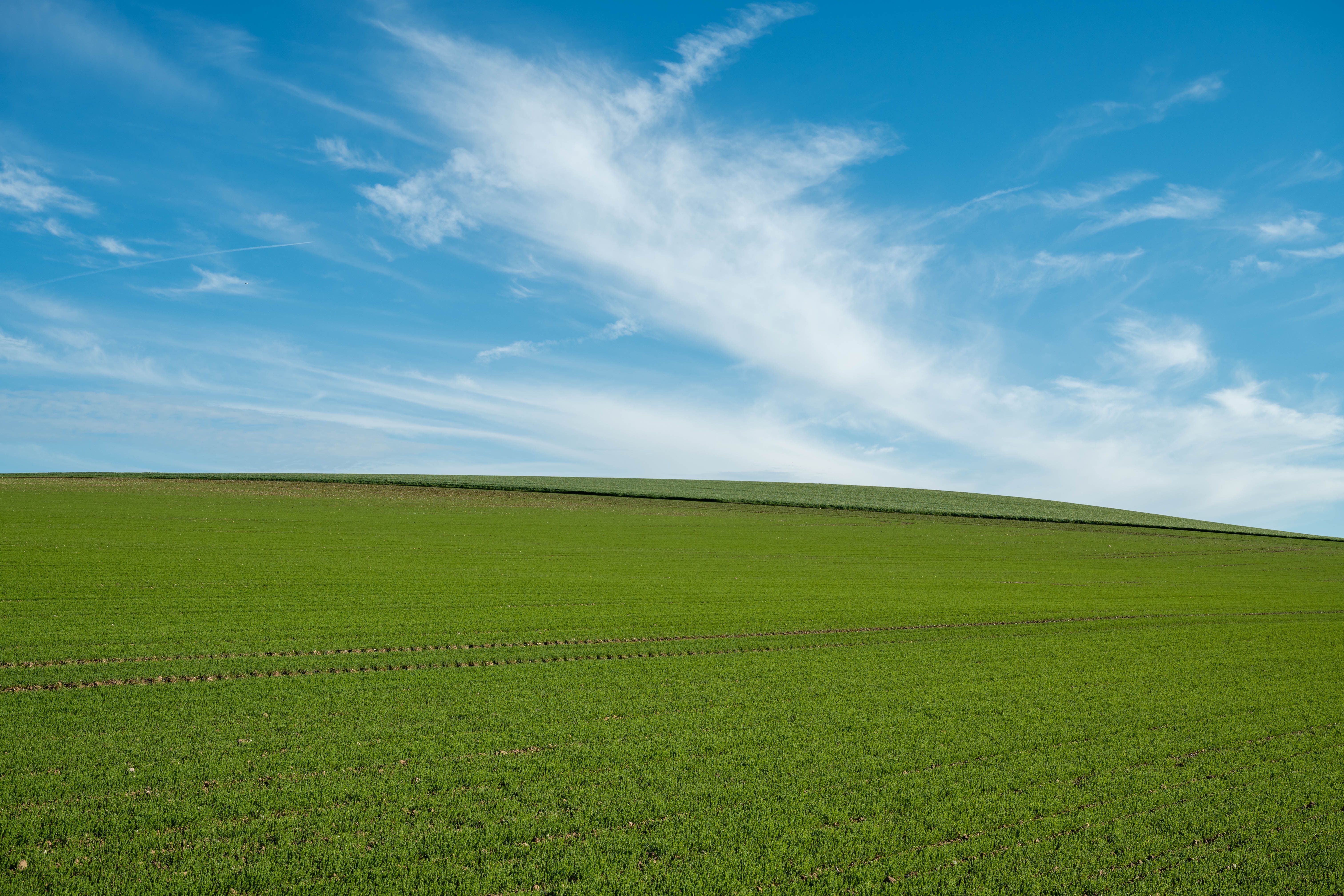 Vast Green Field Under Clear Blue Sky · Free Stock Photo