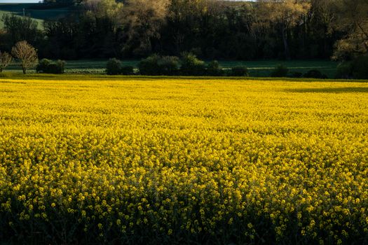 Mirefleurs
