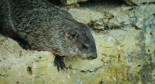 Free A close-up of a groundhog on rocky terrain, displaying its textured fur and natural habitat. Stock Photo
