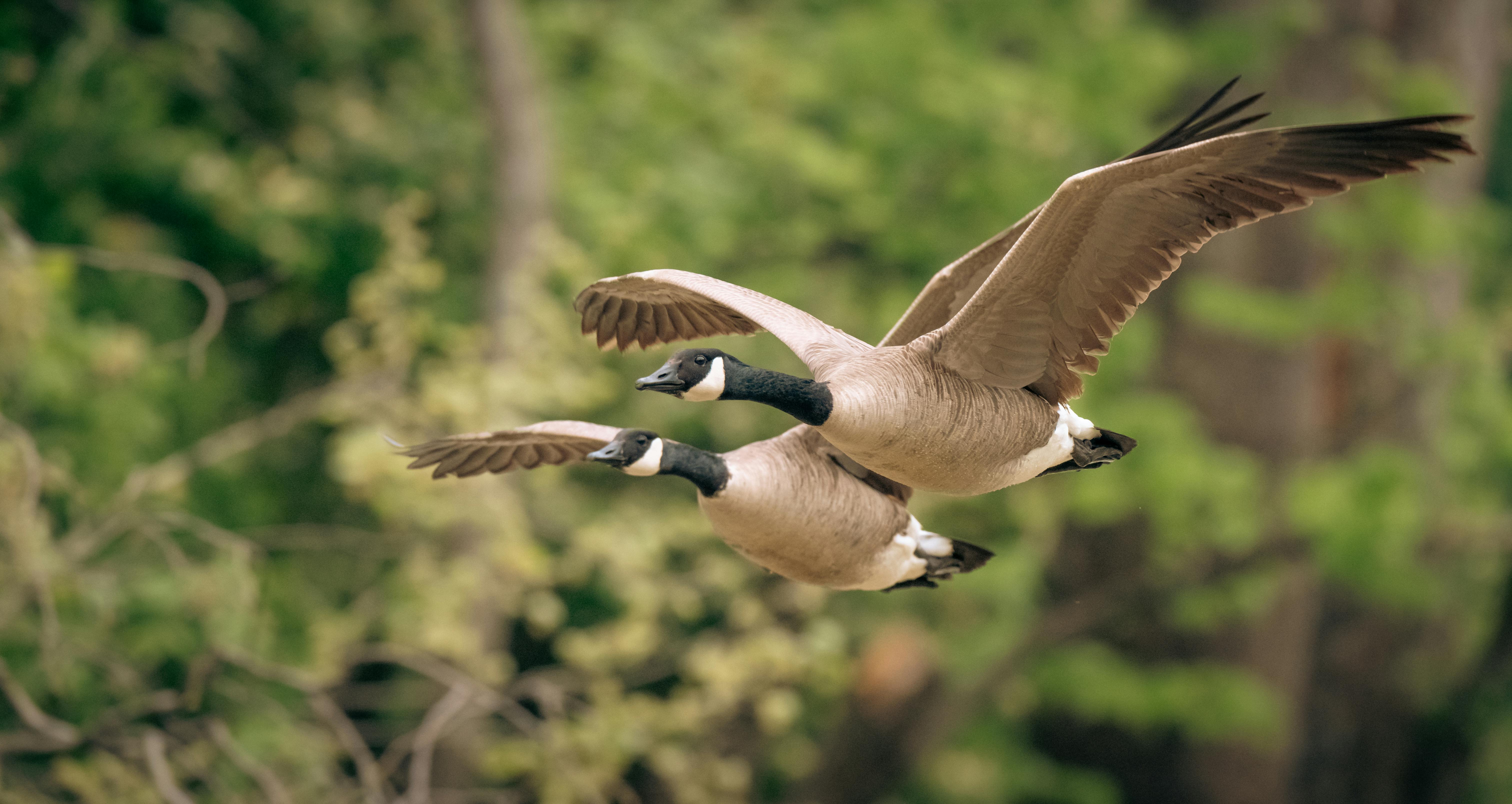Garry Marr: For Canadians who own real estate in the U.S., decision to sell comes at a cost — Photo by Chris F on Pexels