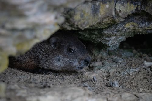 Free Close-up of a groundhog resting in a rocky burrow, showcasing its natural habitat. Stock Photo