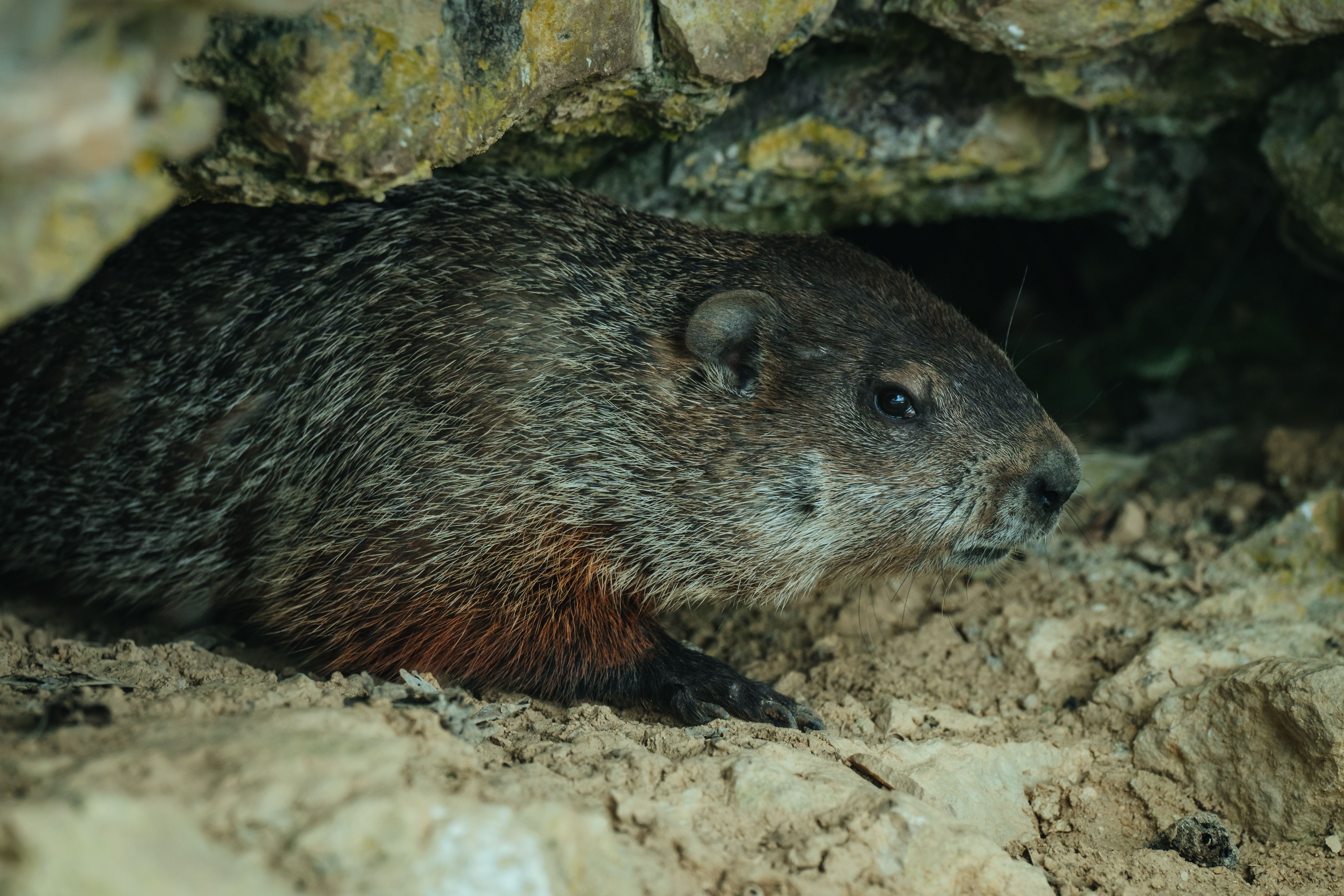 Groundhog cautiously peeking out from its rocky burrow in a natural setting.