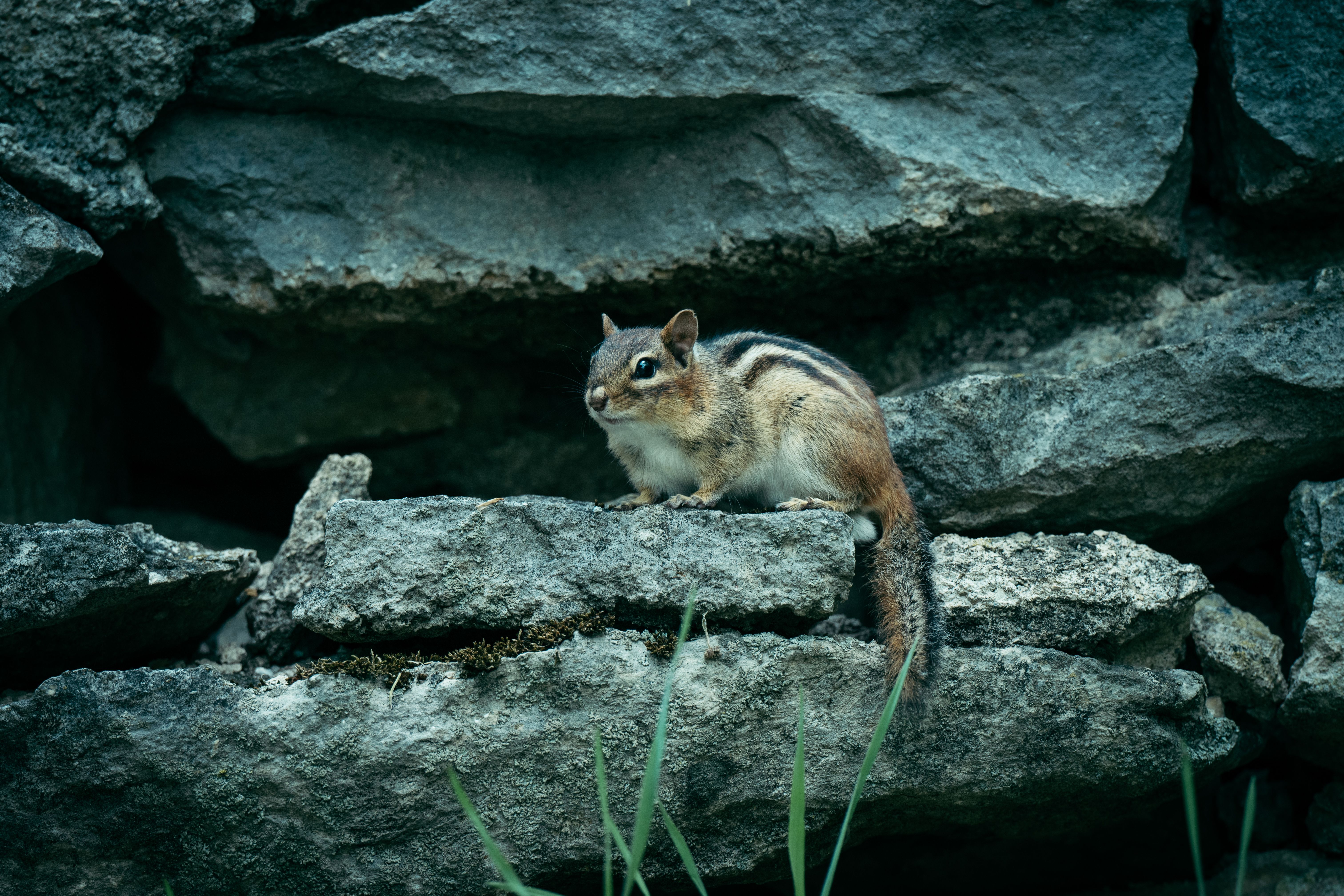 What are chipmunks main predators? - The Institute for Environmental ...