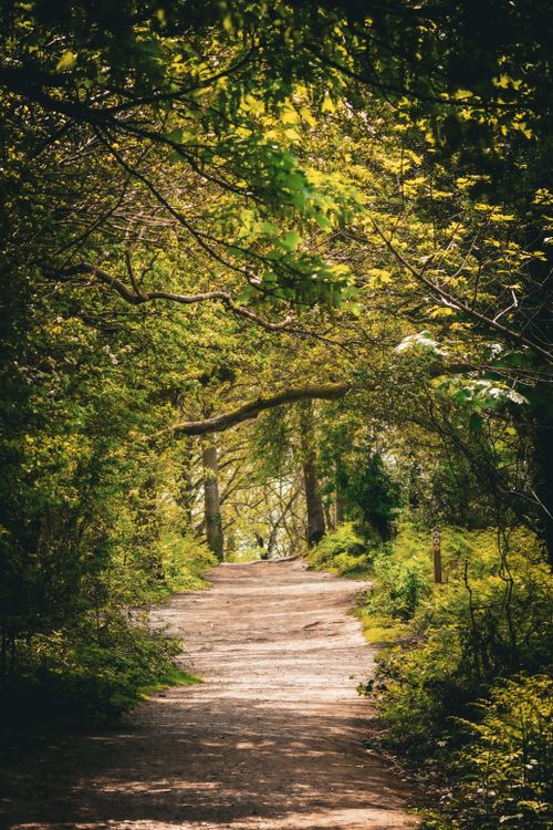 Free A tranquil path lined with lush trees in Quarry Bank, England, ideal for nature walks. Stock Photo