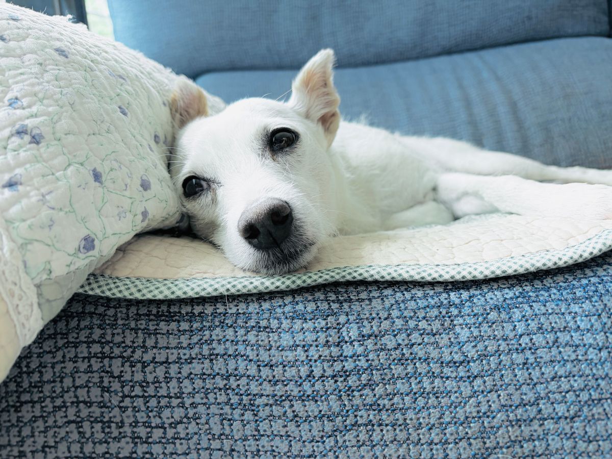 A relaxed dog on a sofa during the first week of a heat diaper routine.