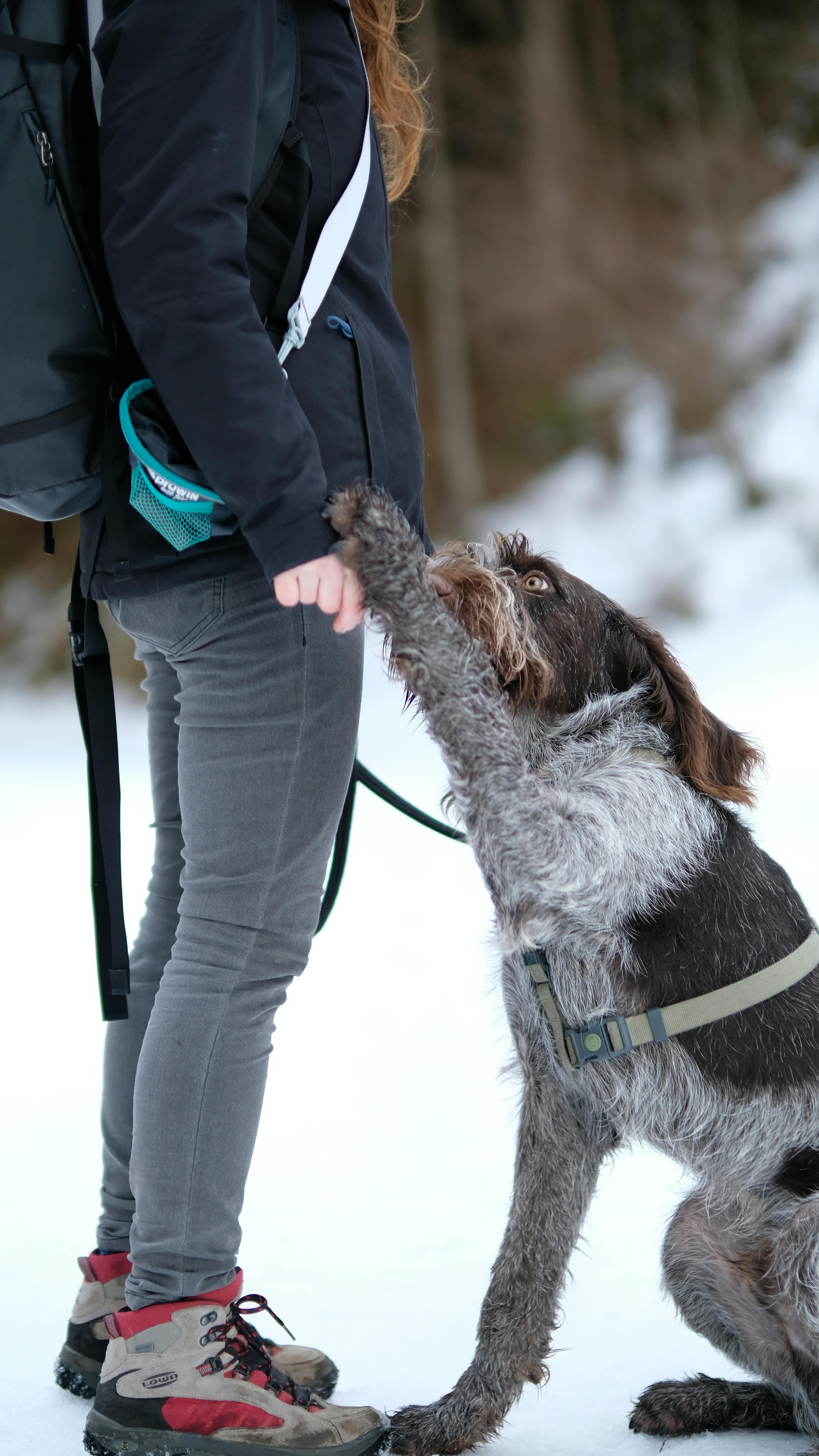 A playful dog interacts with a hiker in a snowy outdoor setting, showcasing winter adventure.