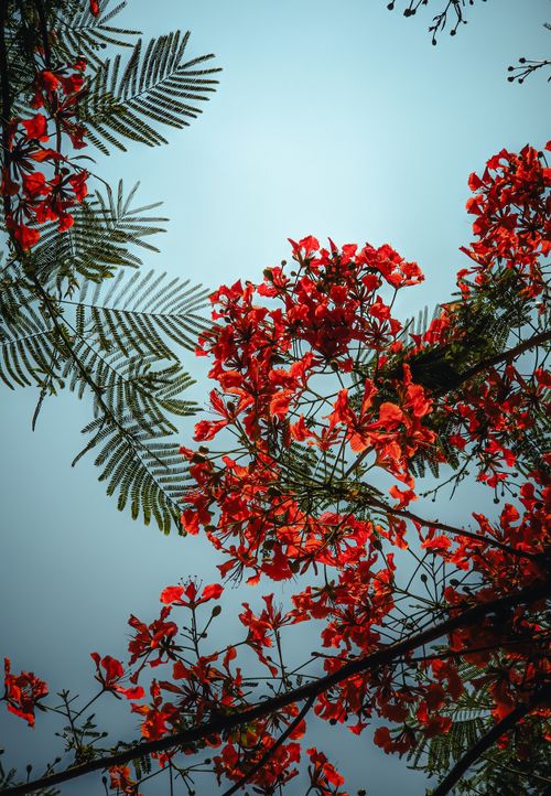Free Bright red flamboyant flowers and green leaves under a clear blue sky capturing a summer essence. Stock Photo
