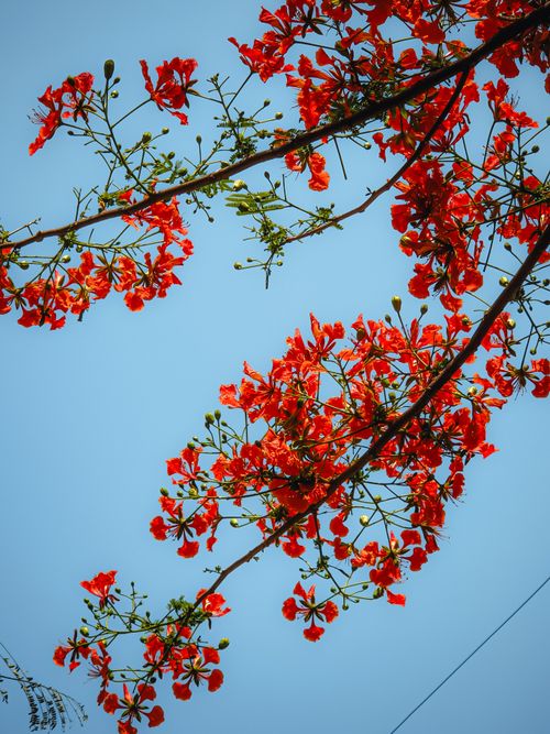Free Stunning view of red flamboyant flowers (Delonix regia) on tree branches against a clear blue sky. Stock Photo