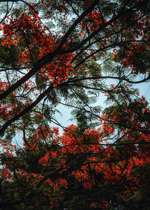 Free A canopy of vivid red flowers and lush green leaves silhouetted against a clear blue sky. Stock Photo