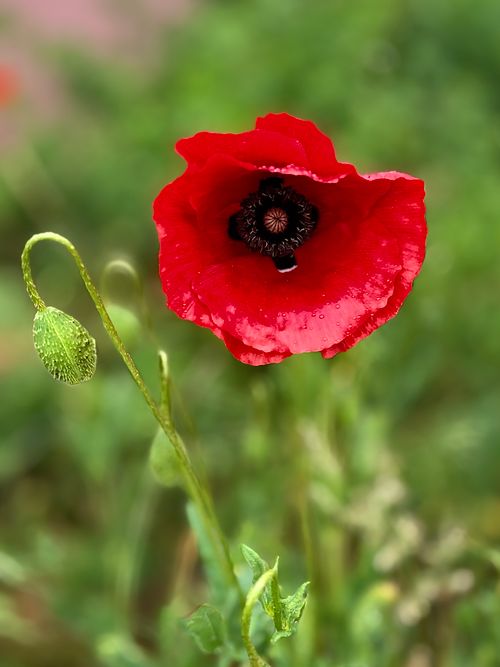 Free Vibrant red poppy flower with dew drops in a blurred green field background. Stock Photo